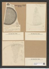Coscinodiscus biangulatus A. Schm. (de-Toni-Nr.: Genus 202, Species 5035) Zeichnungen Sammlung Grunow Nr. 8763 (NHMW-BOT-W0378355)